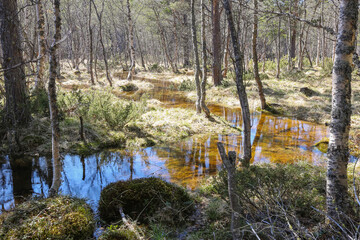 Wall Mural - Spring flood