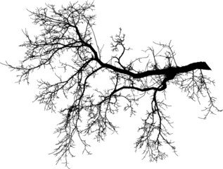 Natural tree branches silhouette on a white background (Vector illustration).
