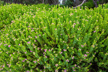 Poster - Hedge along the road