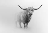 Fototapeta Zwierzęta - scotland wilderness  highland cow in the mist