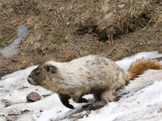 Wall Mural - Hoary Marmot Running through Snow