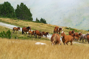 Wall Mural - Herd of wild horses in the Andorran Pyrenees walking in the fog