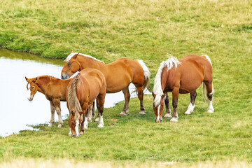 Wall Mural - Herd of wild horses in the Andorran Pyrenees enjoying the wildlife