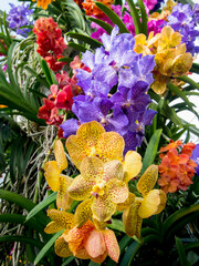 orchids festival