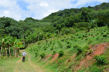 Puerto Rican Farmer Using Organic Weed Killer. Trimming Weeds On A Coffee Farm In Puerto Rico. Mountainside Coffee Trees And Plantain Trees. Beautiful Summer Day Outside On A Tropical Island Farm