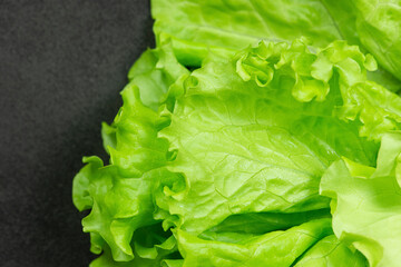 
Green leaf of lettuce on a black background.