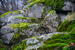 © Serhii Prystupa - A large stone overgrown with moss lies among the trees. Stone and moss texture