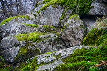 A Large Stone Overgrown With Moss Lies Among The Trees. Stone And Moss Texture