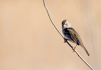 White crowned sparrow on a slender bare branch with out of focus background grass