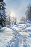 Fototapeta  - romantic mountain hiking trail through spruce trees covered in fresh  snow in the Alps on a clear cold, sunny day in winter with blue skies. Hiking through the alpine woods in high snow  
