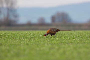 Wall Mural - The beautiful colored male Pheasant (Phasianus colchicus)