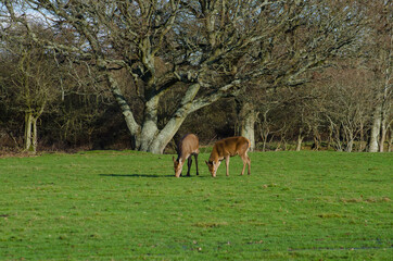 Wall Mural - Wild deer 