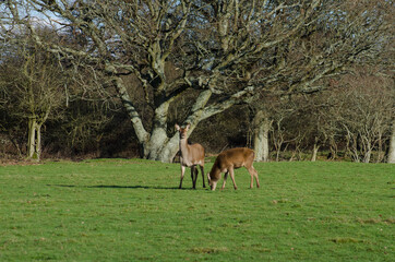 Wall Mural - Wild deer 