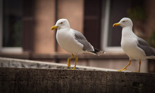 Closeup Of A Pair Of Seagulls Resting On A Wall In Rome