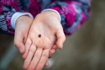 Ladybird on the child's arm