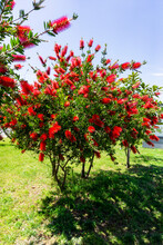 Red Flowers Of Bottle Brush Tree (Callistemon)