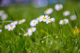 Fototapeta Tulipany - Beautiful daisies in the meadow, close-up.