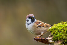 Cute Eurasian Tree Sparrow Sitting On A Mushroom On A Mossy Log