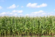 Der Mais wird nicht nur zur Nahrungsmittelproduktion oder als Tierfutter sondern auch als Energiemais zur Biogaserzeugung in Biogasanlagen angebaut.
