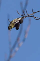 oriental greenfinch on the branch