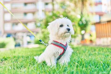 Poster - Adorable white dog at the park.