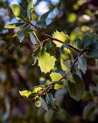 Wall Mural - Backlit Valley Oak Leaves