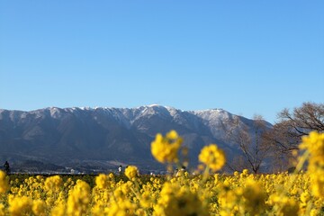 Poster - 琵琶湖　なぎさ公園の菜の花畑