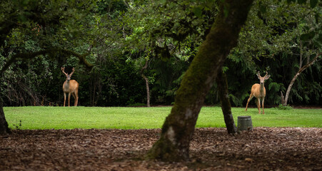 Two deer looking curiously on a green meadow surrounded by trees on a sunny spring or summer day