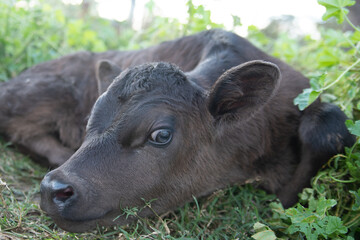 Wall Mural - cow in the grass