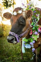 Canvas Print - cow in a field