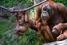 Baby Male Sumatran Orangutan Climbing On Ropes With His Mother Watching