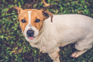 Canvas Print - jack russell terrier puppy