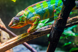 Fototapeta Zwierzęta - The panther chameleon is a species of chameleon found in the eastern and northern parts of Madagascar.
In a form of sexual dimorphism, males are more vibrantly colored than the females.