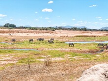 Zebras In Tanzania