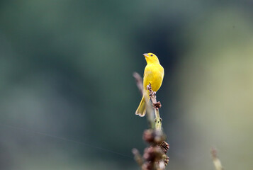 Sticker - Saffron finch (Sicalis flaveola) in Equador