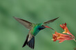 Broad-billed Hummingbird 