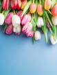 Colorful tulip bouquet on blue background.
