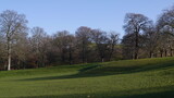 Fototapeta Kwiaty - Trees and Grass in English Park in Winter