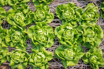 Top view of fresh salad lettuce growing at vegetable plantation