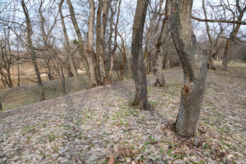 Wall Mural - Spring in the forest.