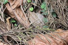 Dry Leaf Background. Silver Oak Tree Leaf On Ground