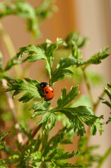 Ladybird sitting on a plant