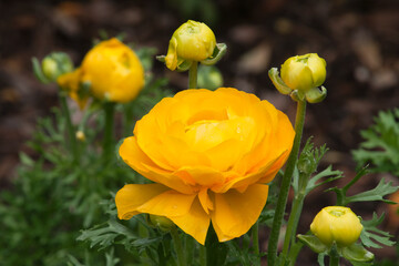 Wall Mural - Sydney Australia, yellow ranunculus flowers in the sunshine