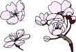 hand drawn peach blossom or Sakura flower.skatch and fine art cherry blossom.Japanese flower.