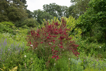 Wall Mural - Pink Flowers on a Summer Flowering Manuka or Tea Tree Shrub (Leptospermum scoparium) Growing in a Country Cottage Garden in Rural Devon, England, UK