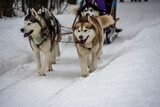 Fototapeta Psy - working sled dogs husky in harness at work in winter
