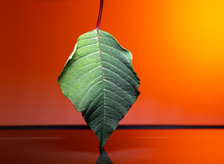 Abstract of a leaf. A leaf falling in a body of water.