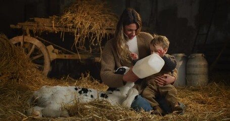 Wall Mural - Cinematic shot of happy mother farmer is showing to her toddler baby boy how to feed from bottle with dummy ecologically grown newborn calf used for biological milk product industry in cowshed stable 