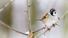 Eurasian Tree Sparrow (Passer Montanus) Resting On The Branch During Winter Snows.