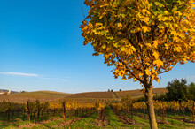 Beautiful Autumn Landscape Of Rows Of Vines, Yellow, Orange, Green With A Yellow Tree In The Foreground In Brendola In The Province Of Vicenza Italy.